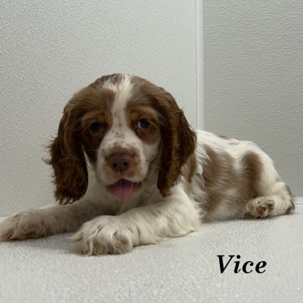 puppy, for, sale, Cocker Spaniel, Joe & Cherri  Overlease, dog, breeder, Miller, MO, dog-breeder, puppy-for-sale, forsale, nearby, find, puppyfind, locator, puppylocator, aca